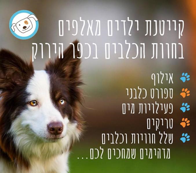 אילוף כלבים21